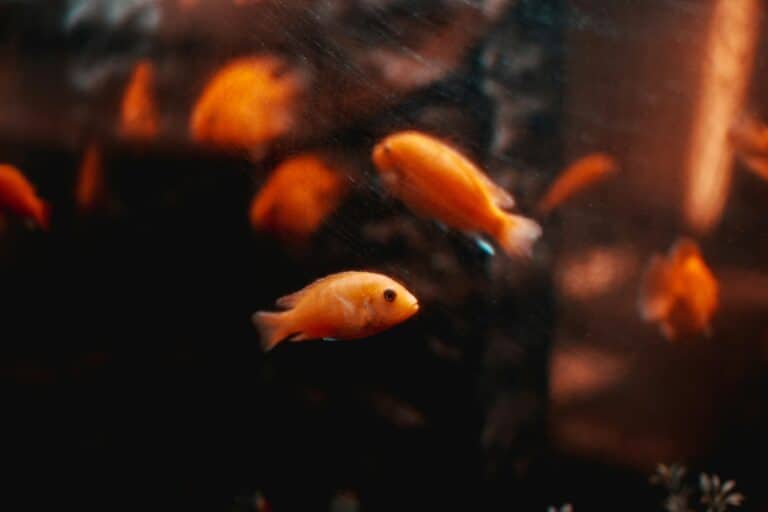 a group of fishes in a tank home