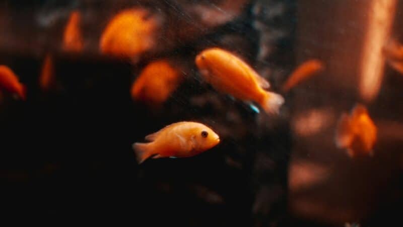 a group of fishes in a tank home