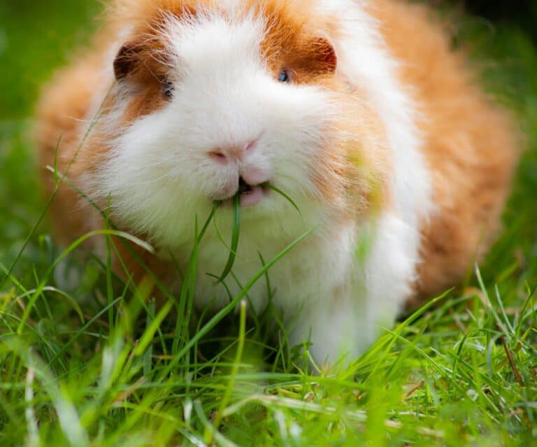 a guinea pig outdoors in grass
