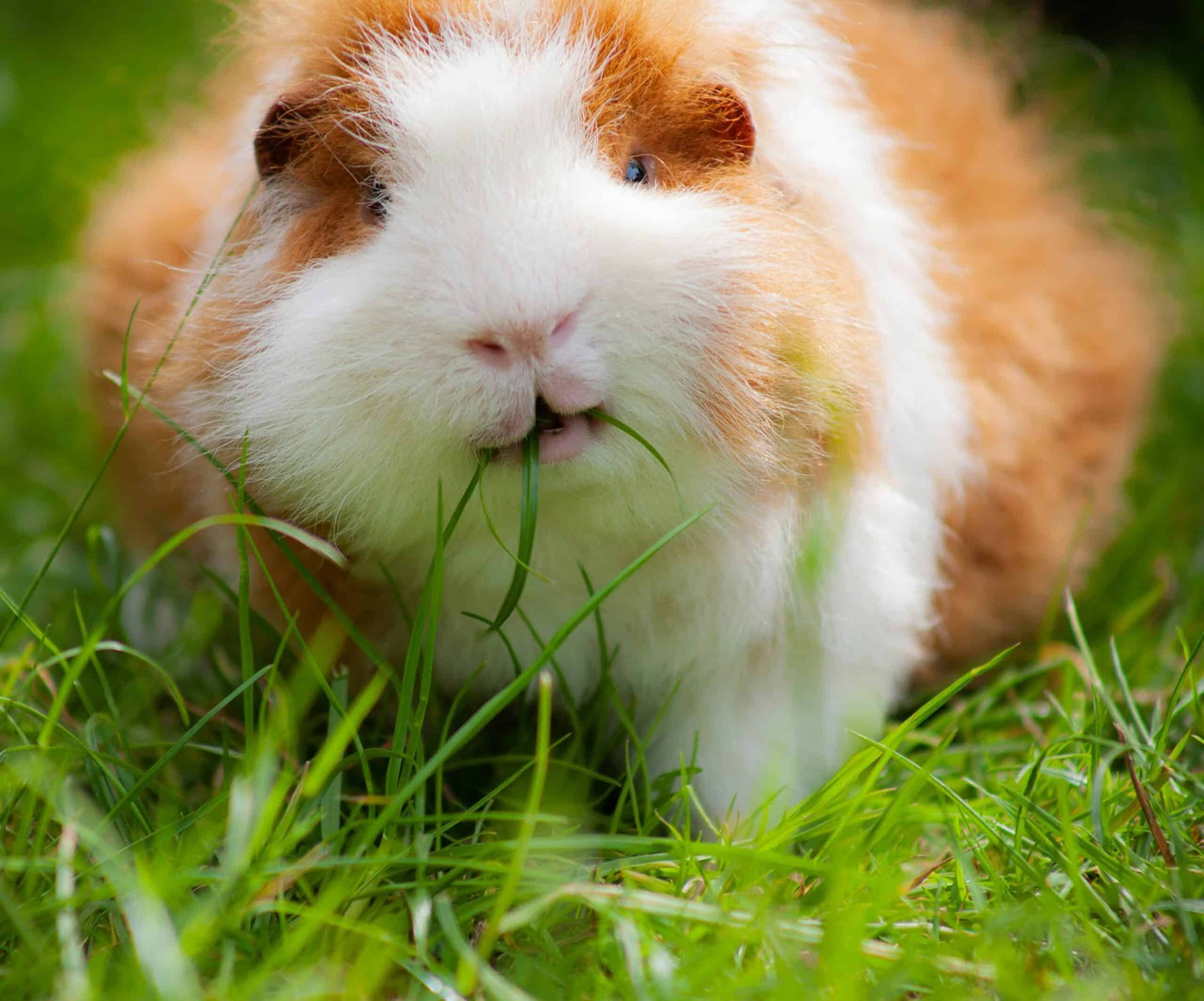Why Do Guinea Pigs Need Vitamin C: The Missing Enzyme, Fresh Sources, and Why Pellets Fade