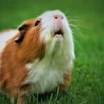 a guinea pig squealing