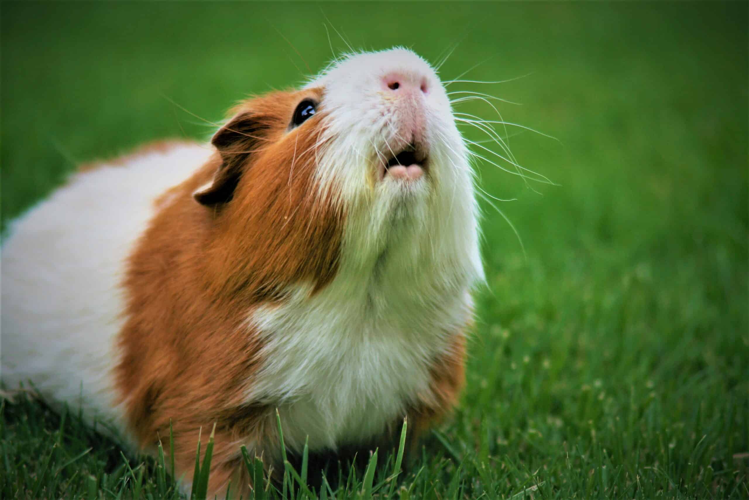 Why Does My Guinea Pig Squeak: The Wheek, Rumbling, Teeth Chattering, and What Each One Means