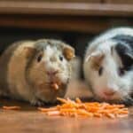 guinea pigs eating in home