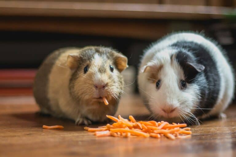 guinea pigs eating in home