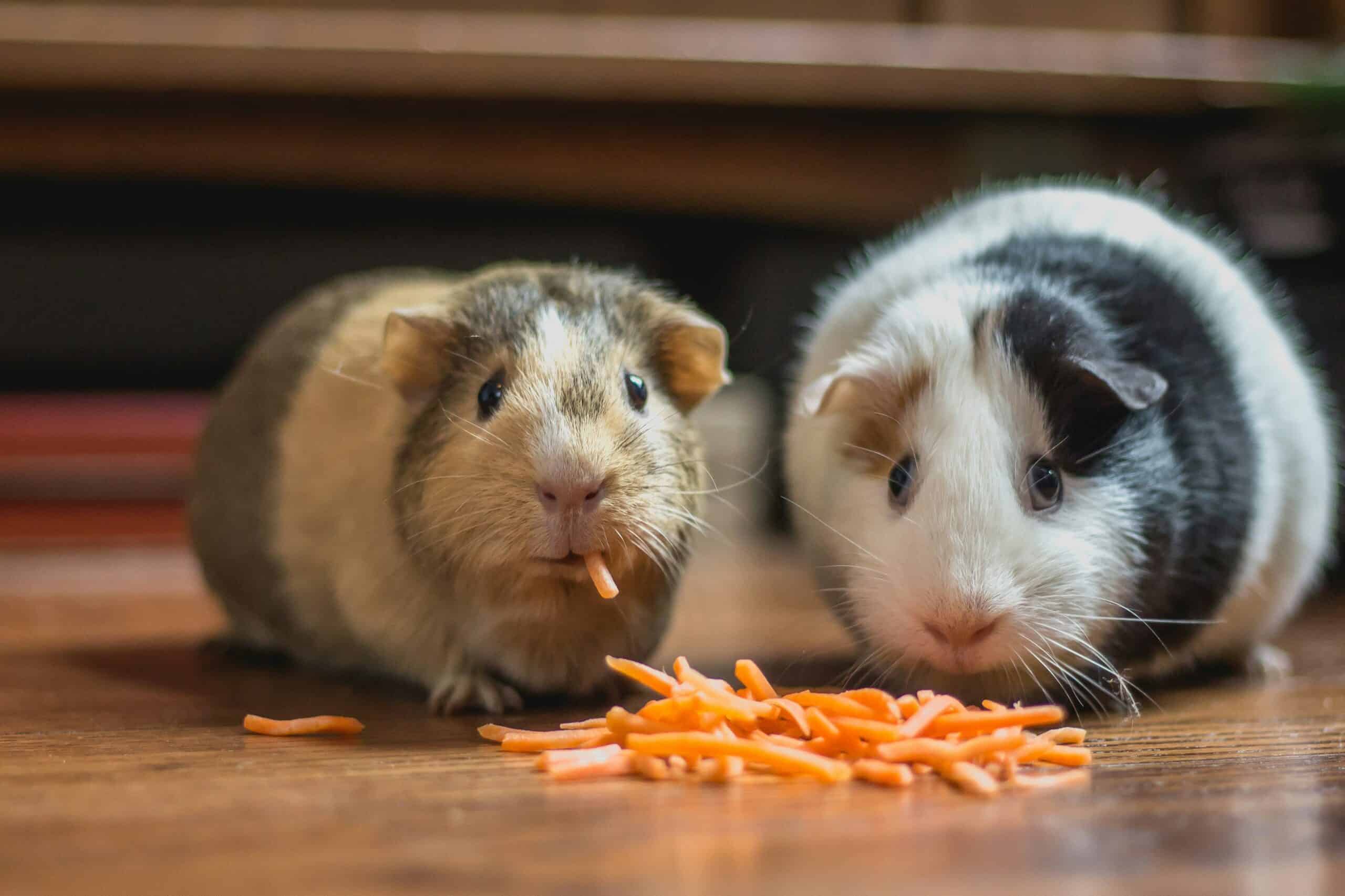 What Can Guinea Pigs Not Eat: The Unsafe List, Rabbit Food, and Why Safe Elsewhere Means Nothing