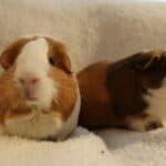 guinea pigs next to each other