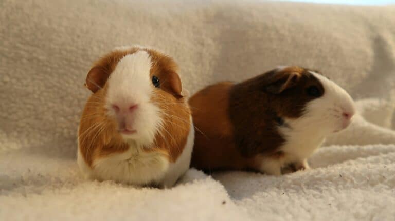 guinea pigs next to each other