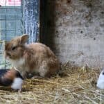 guinea pig and rabbit in cage with hay