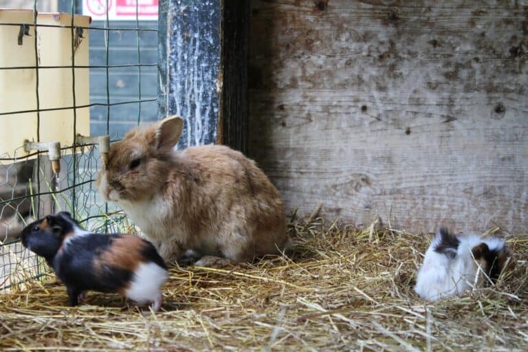 guinea pig and rabbit in cage with hay