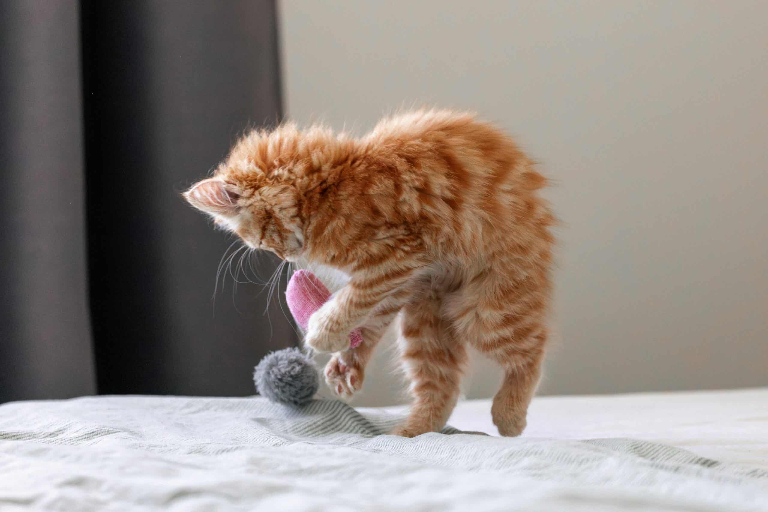 Why Does My Cat Get Hairballs: Normal Frequency and When It Is Not
