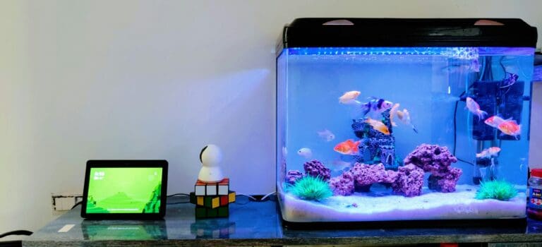 a home aquarium on countertop