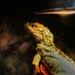 a lizard under heat lamp