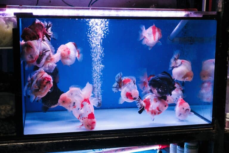 quality fish tank in home