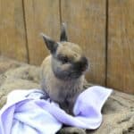 a rabbit sitting with a blanket