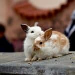 a rabbit cuddling together