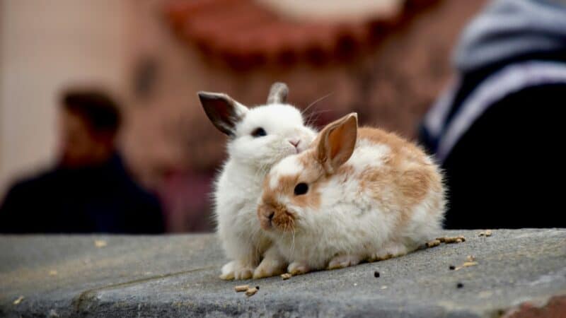 a rabbit cuddling together
