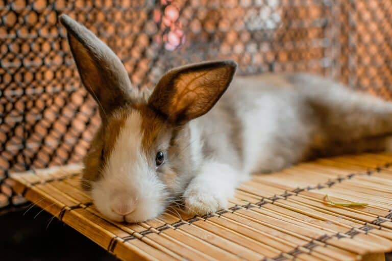 a rabbit laying in an enclosure