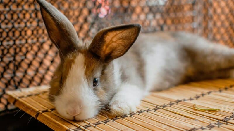 a rabbit laying in an enclosure