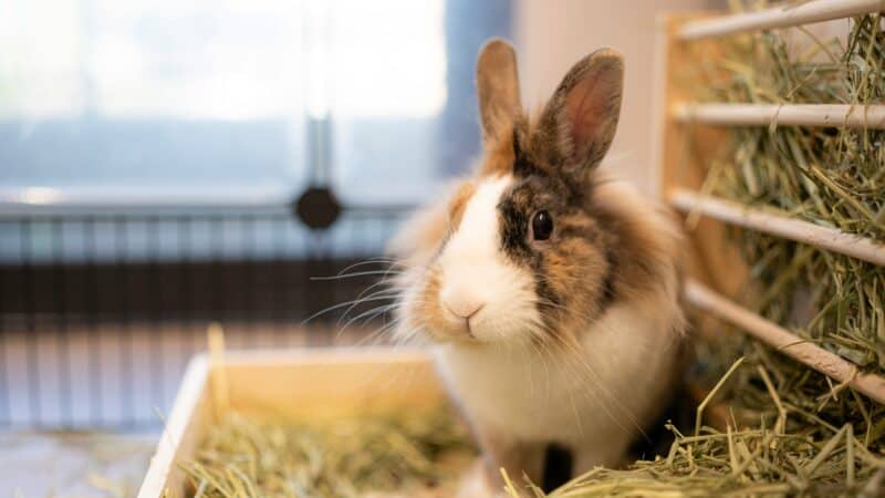 a rabbit laying in hay