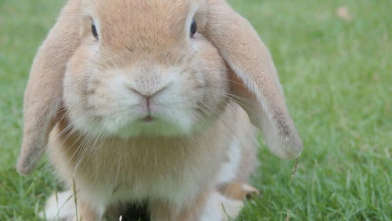 a rabbit outdoors sitting in grass