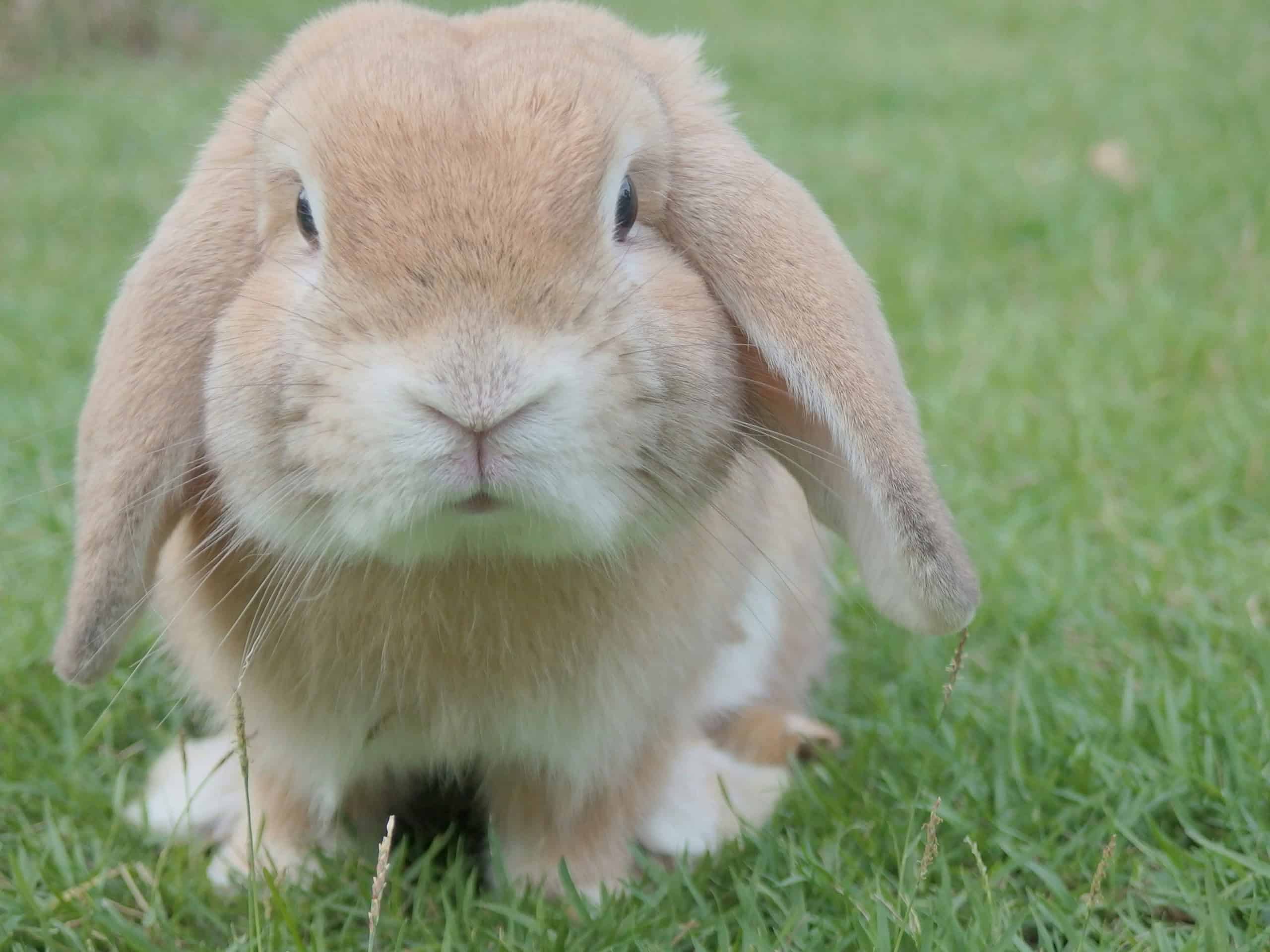 Can Rabbits Live Outside: Heat, Predators, and What the Setup Has to Provide