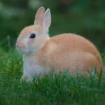 a rabbit playing outdoors