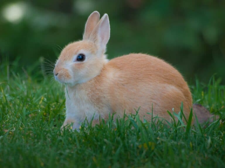 a rabbit playing outdoors