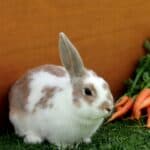 a rabbit sitting next to a bunch of carrots