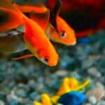 two fish in fish tank with gravel