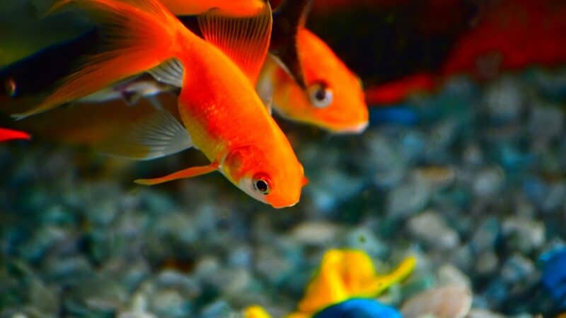 two fish in fish tank with gravel