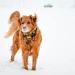 dog walking in winter weather