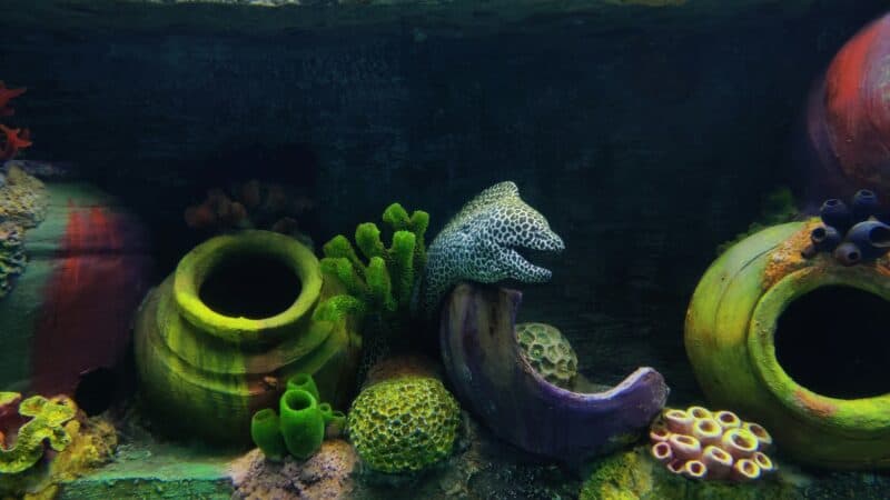 an aquarium stocking decor in home tank