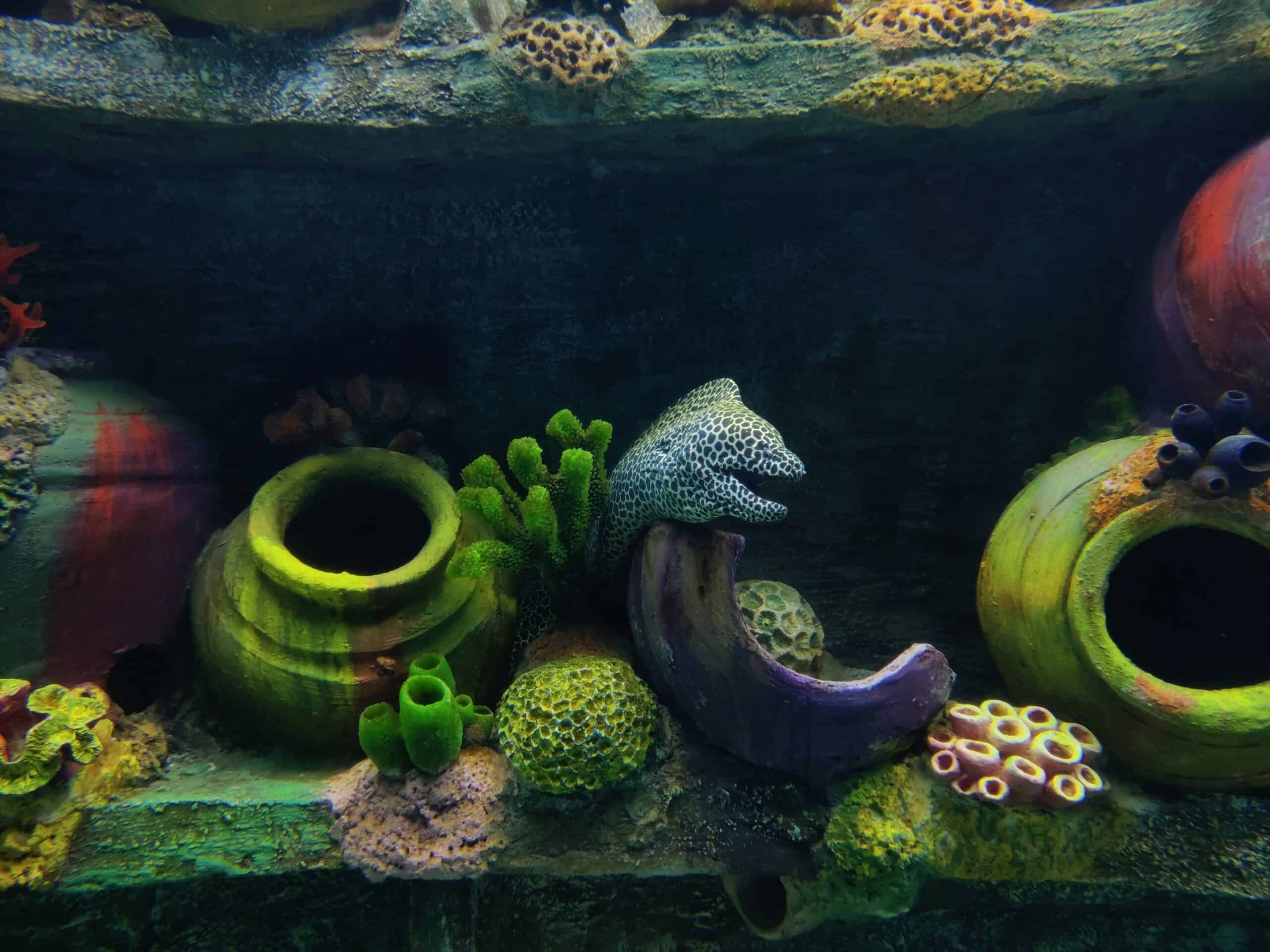 Aquarium Stocking Calculator: Check Bioload, Footprint and Headroom Before You Buy Fish