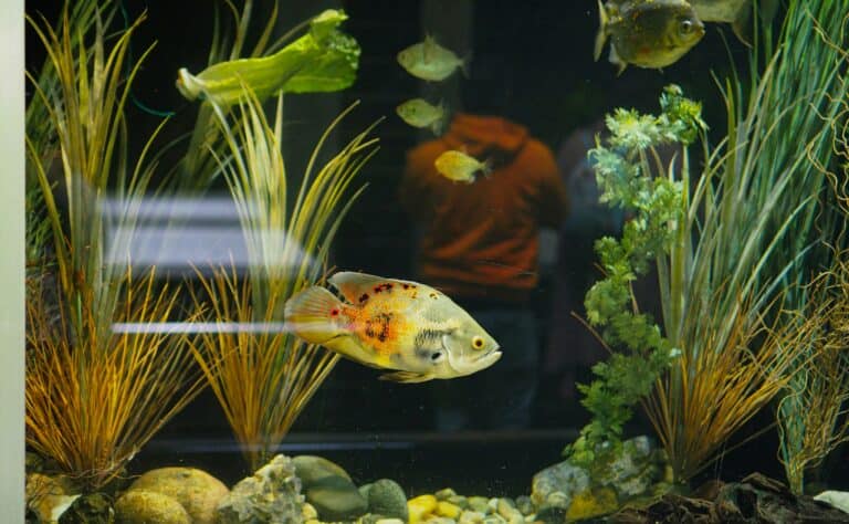 aquarium water for home tank