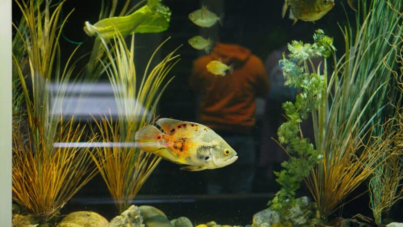 aquarium water for home tank
