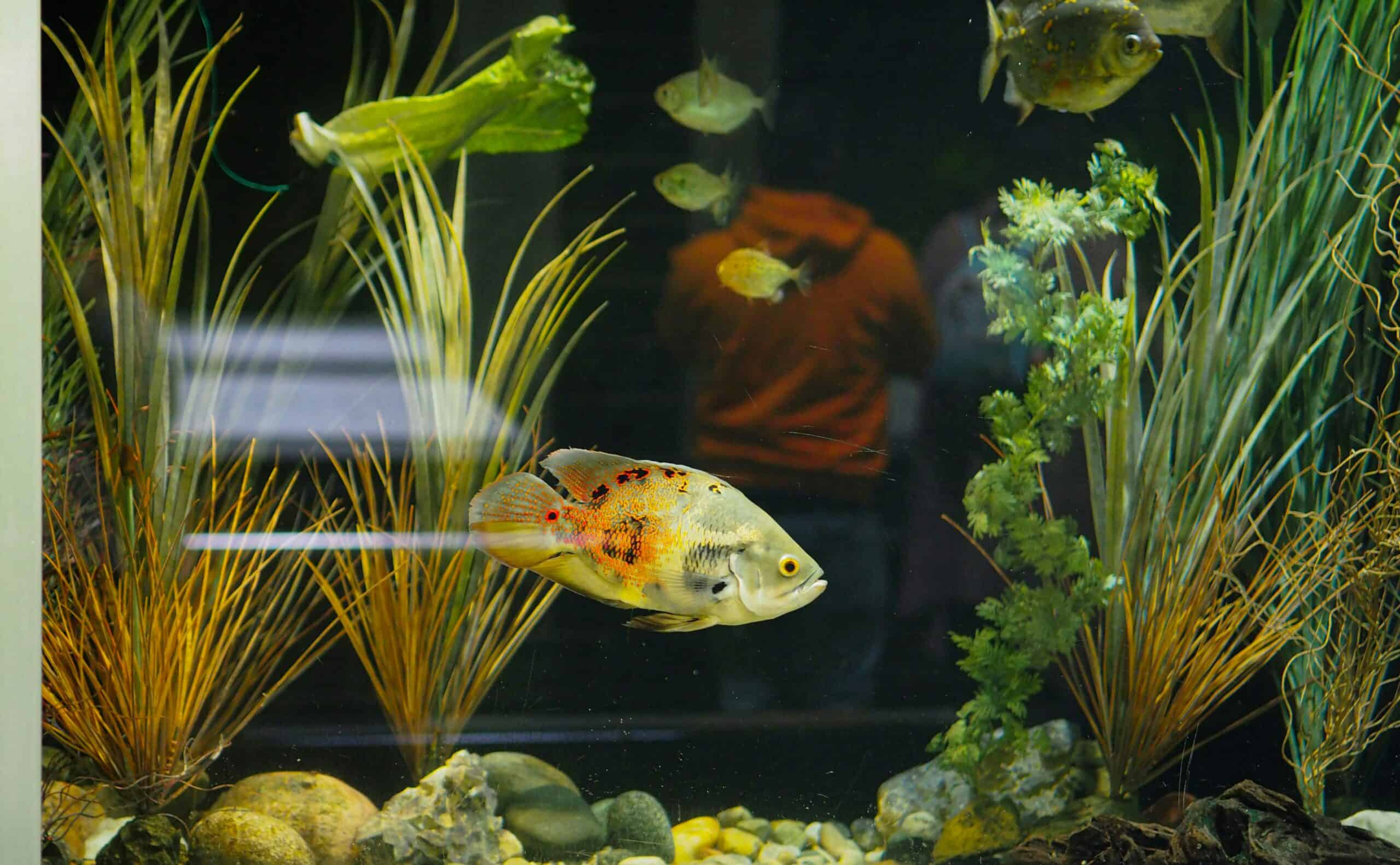 Aquarium Water Change Calculator: How Much Water to Change and How Often