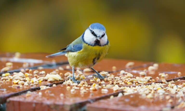 bird seed feeding outdoors