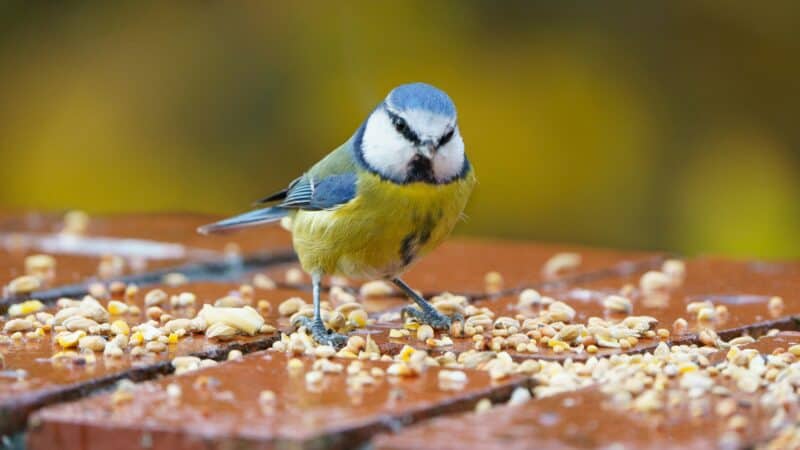 bird seed feeding outdoors