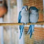 a bird sitting on a perch