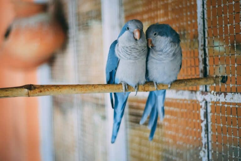 a bird sitting on a perch