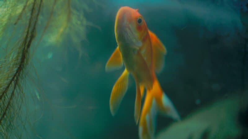 a fish tank dirty water ready for filter