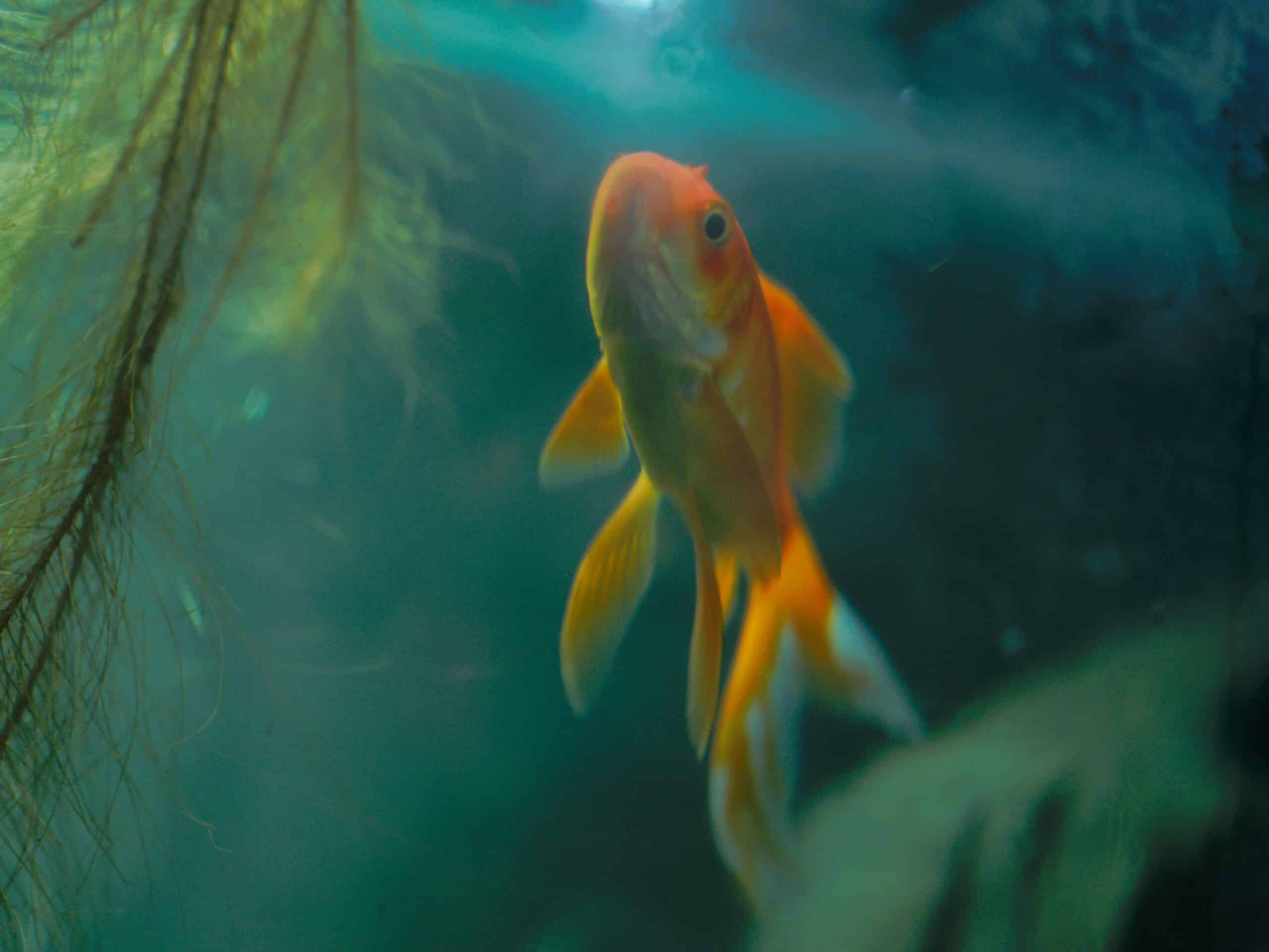 Best Aquarium Water Test Kits and Conditioners in 2026: The Part Beginners Skip