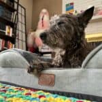 dog bed in home sizing