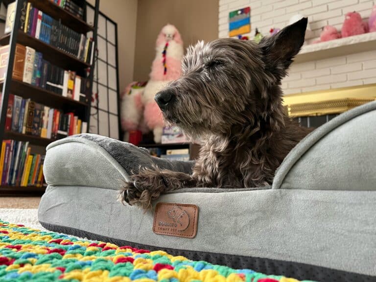 dog bed in home sizing