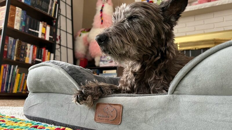 dog bed in home sizing