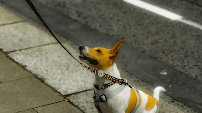 a dog harness fitted put on leash