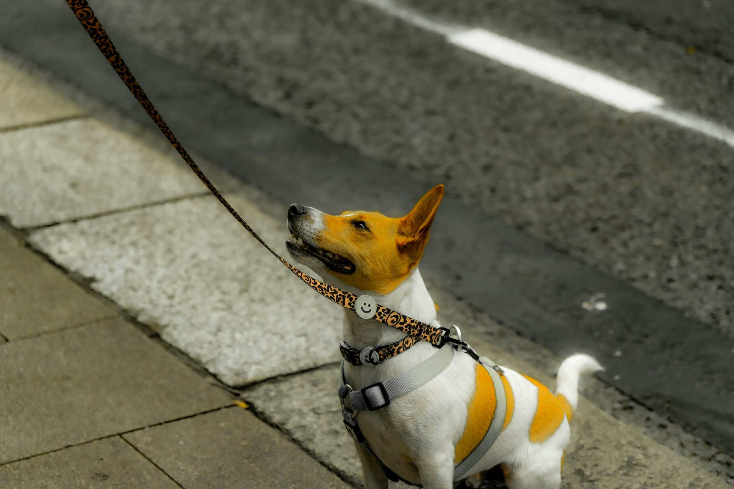 Dog Harness and Collar Size Finder: Size by Neck and Chest Girth, Not Weight