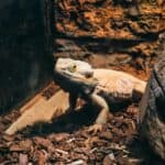 an enclosure with a lizard showing upclose