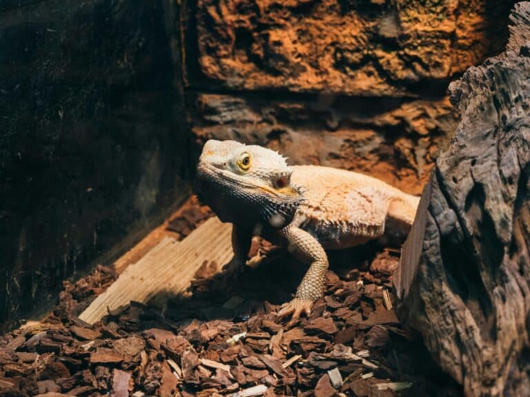 an enclosure with a lizard showing upclose