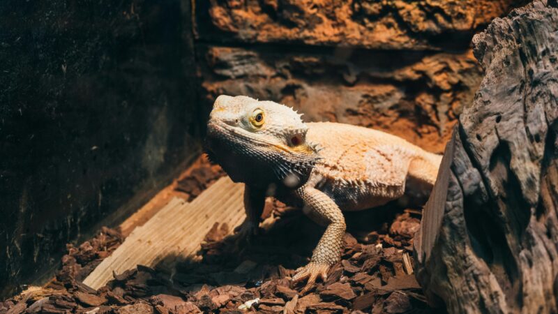 an enclosure with a lizard showing upclose